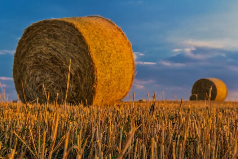 finanziamenti agricoltura